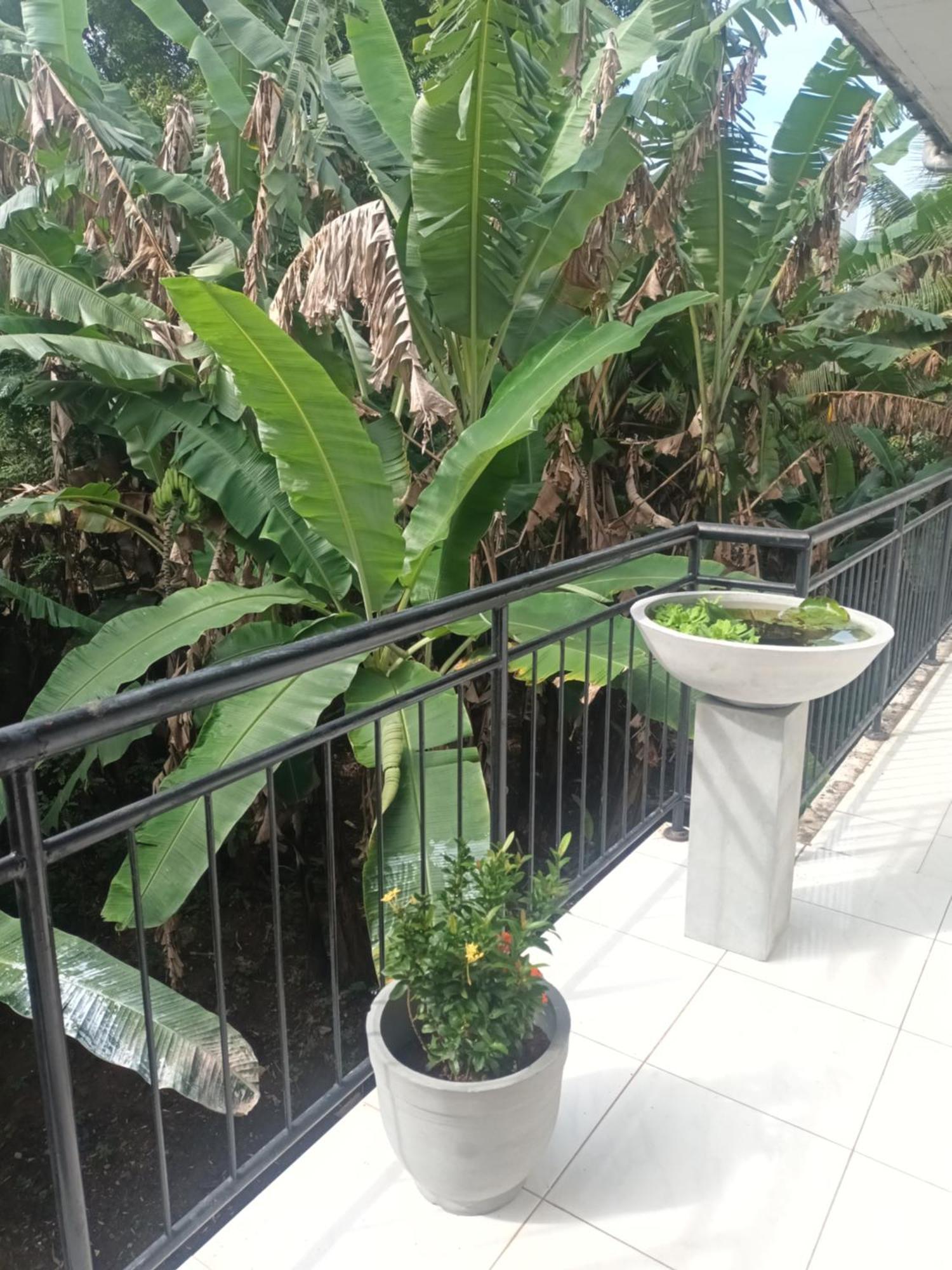 Lovely Flowers In Mount Lavinia 拉维尼亚山 外观 照片