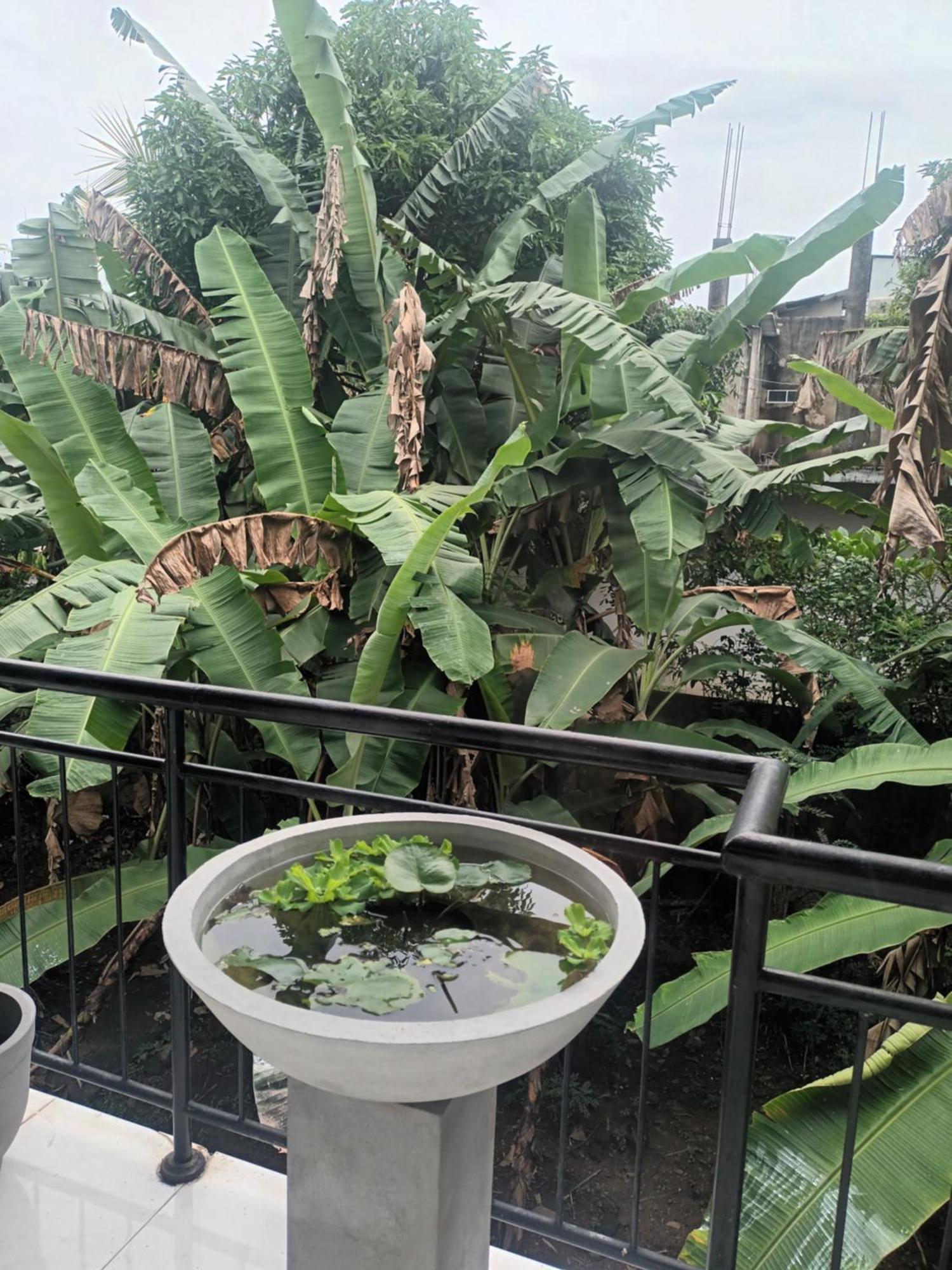 Lovely Flowers In Mount Lavinia 拉维尼亚山 外观 照片